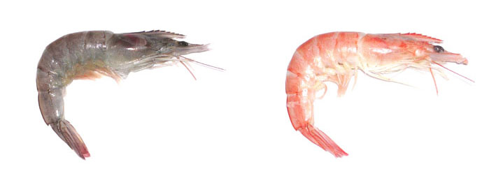 �Comeremos cabezas de gambas!